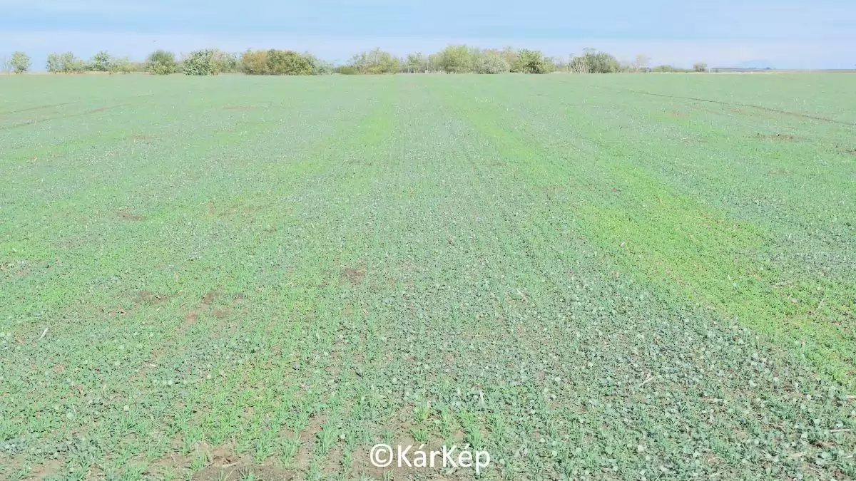 Vetés vagy árvakelés - NapiKép 2023.11.01.