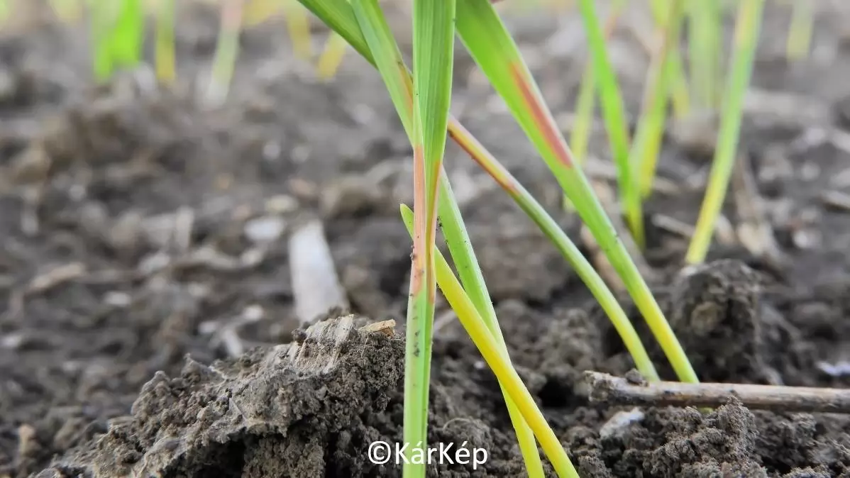 Colour banding jelensége a gabonavetésekben - NapiKép 2023.11.03.