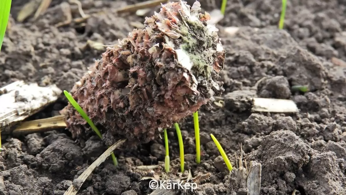 Egységben az erő - NapiKép 2023.11.04.