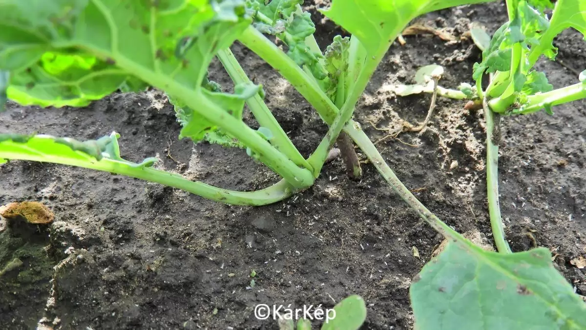 Levéltetvek a repcetáblákon - NapiKép 2023.11.11.