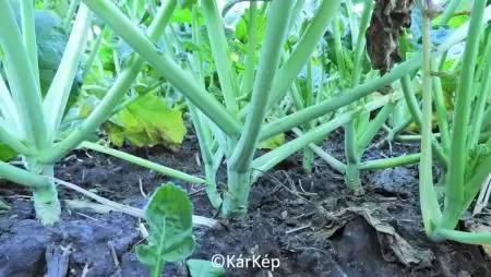 Az sem jó, ha túlfejlett  - NapiKép 2023.11.12.