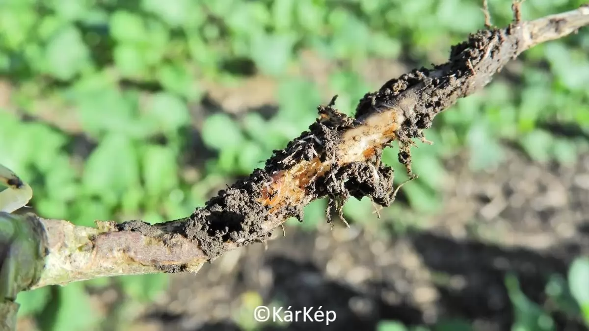 Kis káposztalégy kártétele a repcegyökéren - NapiKép 2023.11.15.