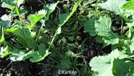 Gyomok az őszi vetésekben - NapiKép 2023.11.18.