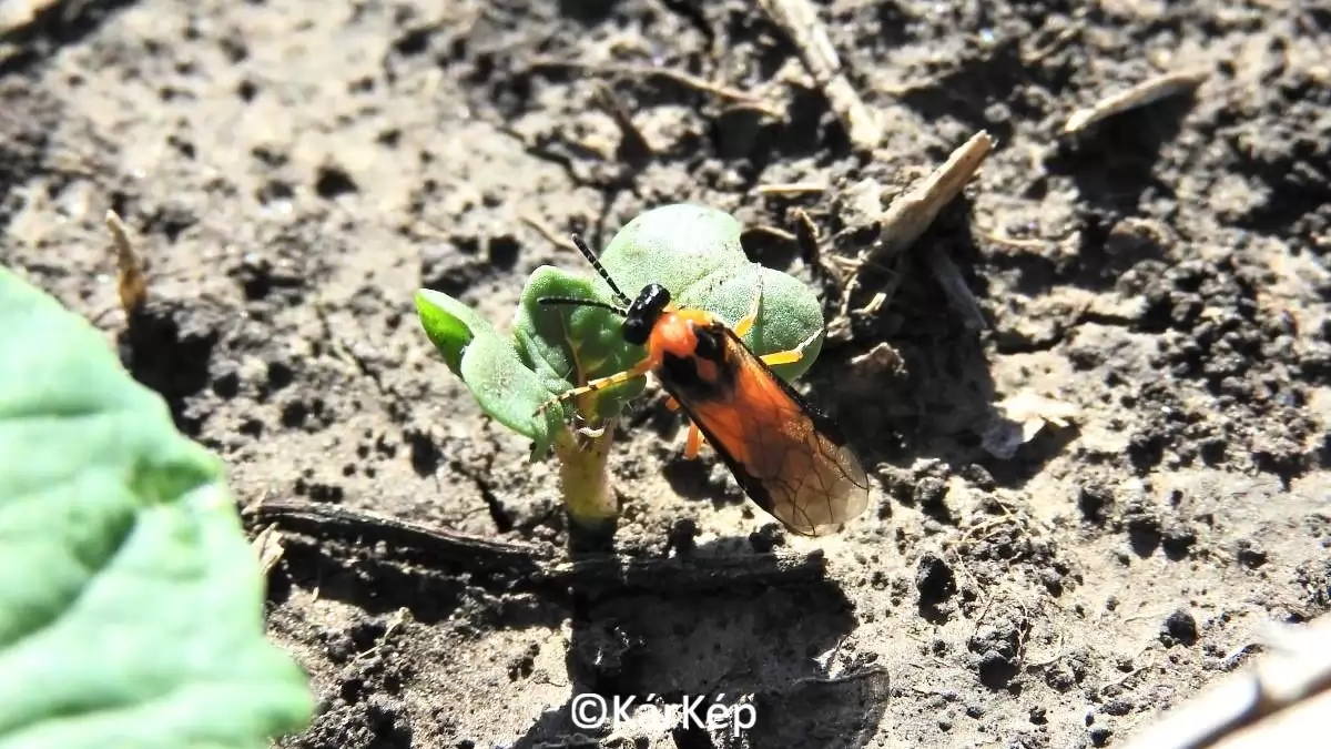 Repcedarázs - Napikép 2023.10.06.