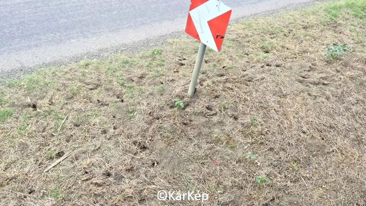 Állami pocoknevelő - NapiKép 2023.10.11.