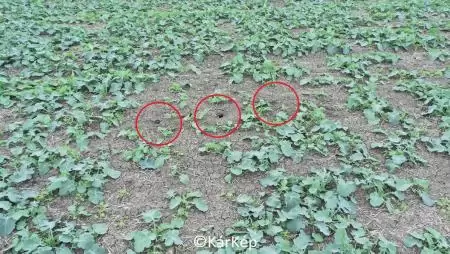 Alakul a pocokfolt - NapiKép 2023.10.15.