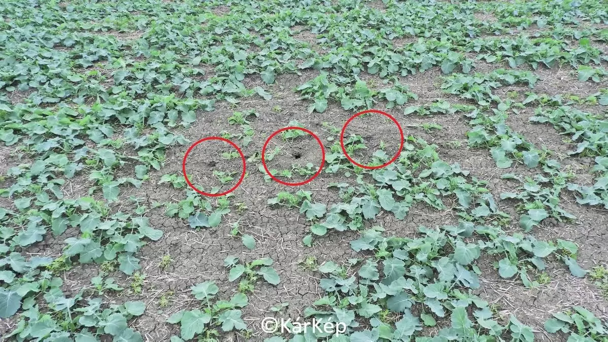 Alakul a pocokfolt - NapiKép 2023.10.15.
