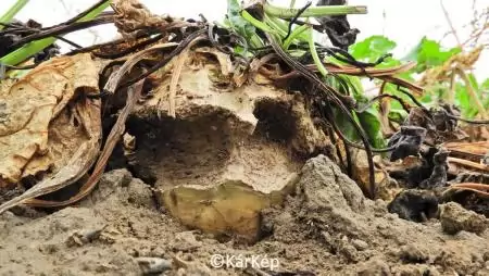 Pocokrágott cukorrépa - NapiKép 2023.10.17.