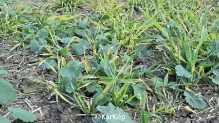 Egyszikűirtó hatása az árvakelésen - NapiKép 2023.10.22.