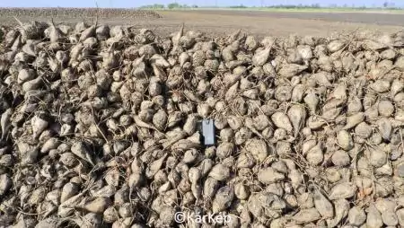 Az Alföldön ez nem a cukorrépa éve volt - NapiKép 2023.10.25.