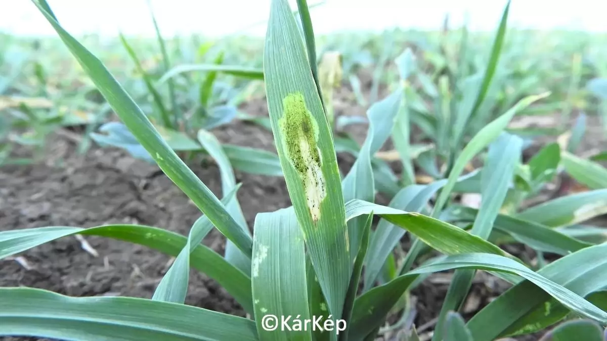 Aknázólegyek kártétele az árpaleveleken - NapiKép 2023.10.27.