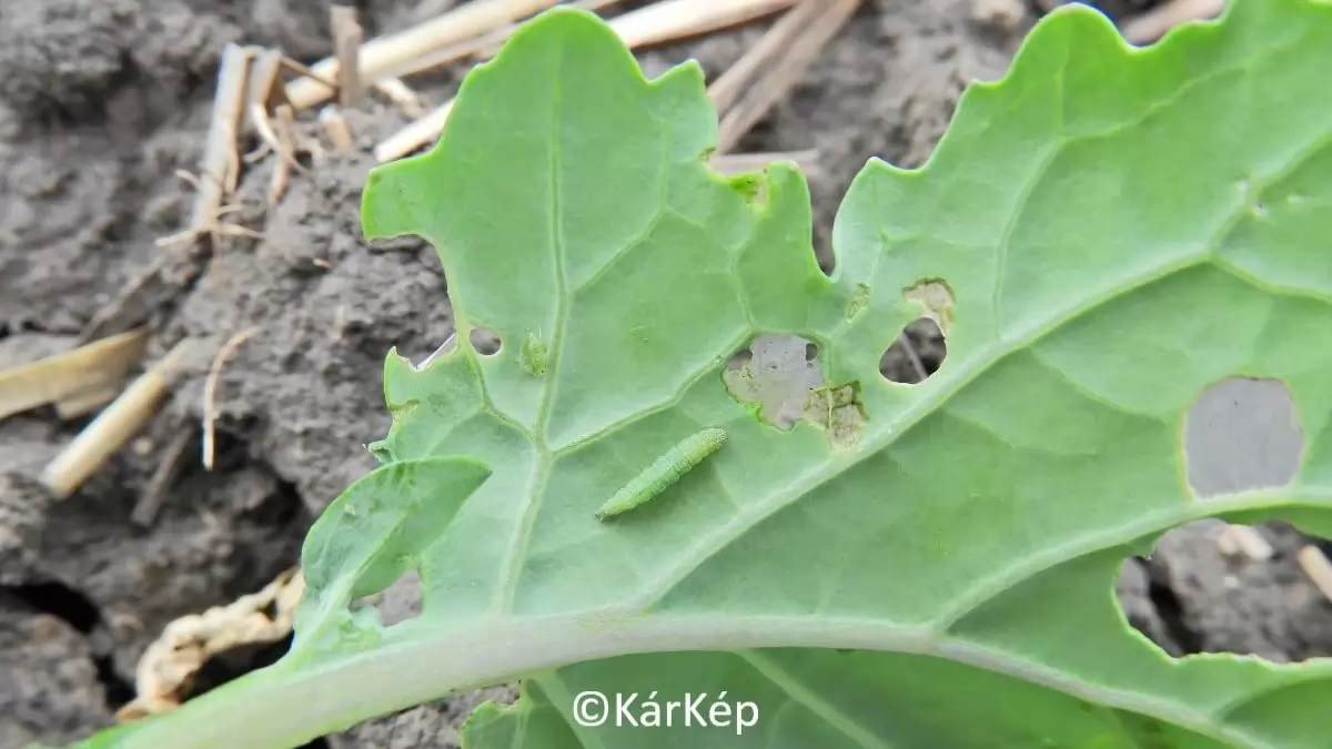 Káposztamoly és kártétele a repcelevélen - NapiKép 2023.10.28.