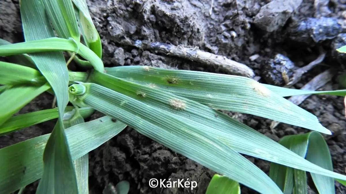 Tavaly is így kezdődött - NapiKép 2023.10.29.