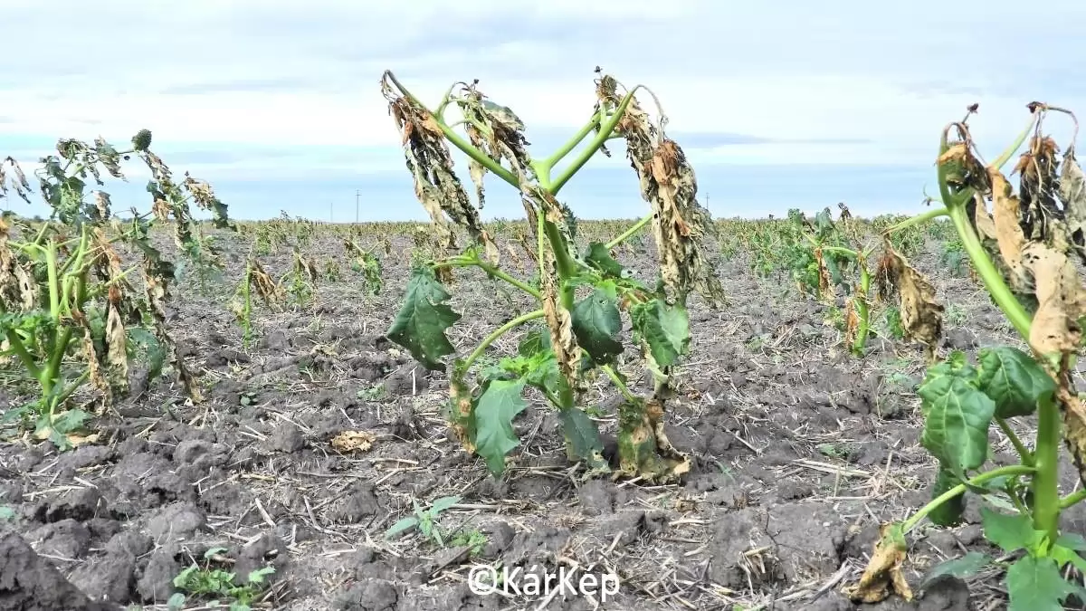 Mire jó a csattanó maszlag - NapiKép 2023.10.31.