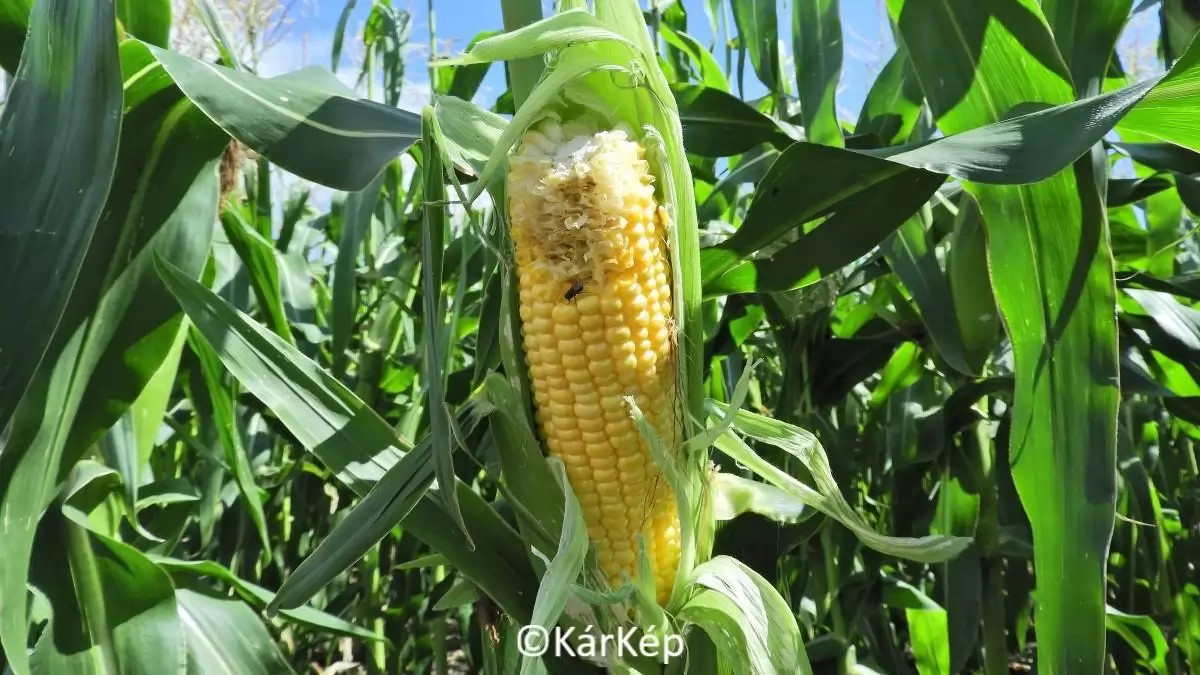 Vadkár a kukoricacsövön - NapiKép 2023.09.01.