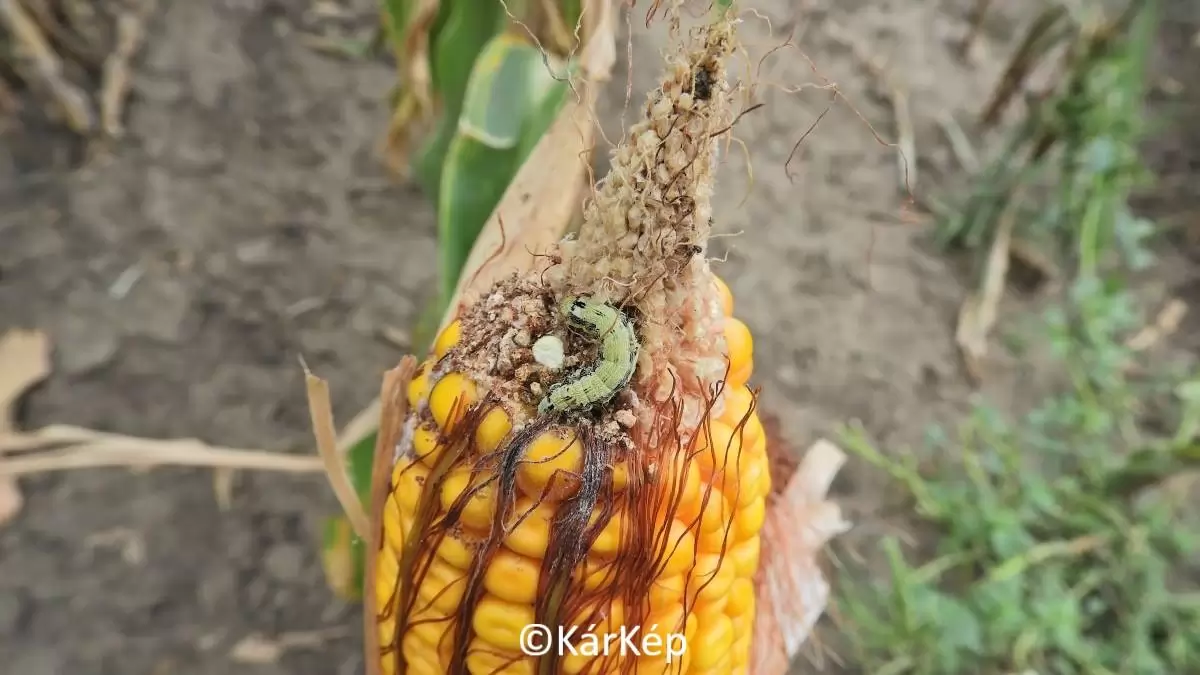 Gyapottok-bagolylepke hernyója a kukoricacsövön -  NapiKép 2023.09.12. 
