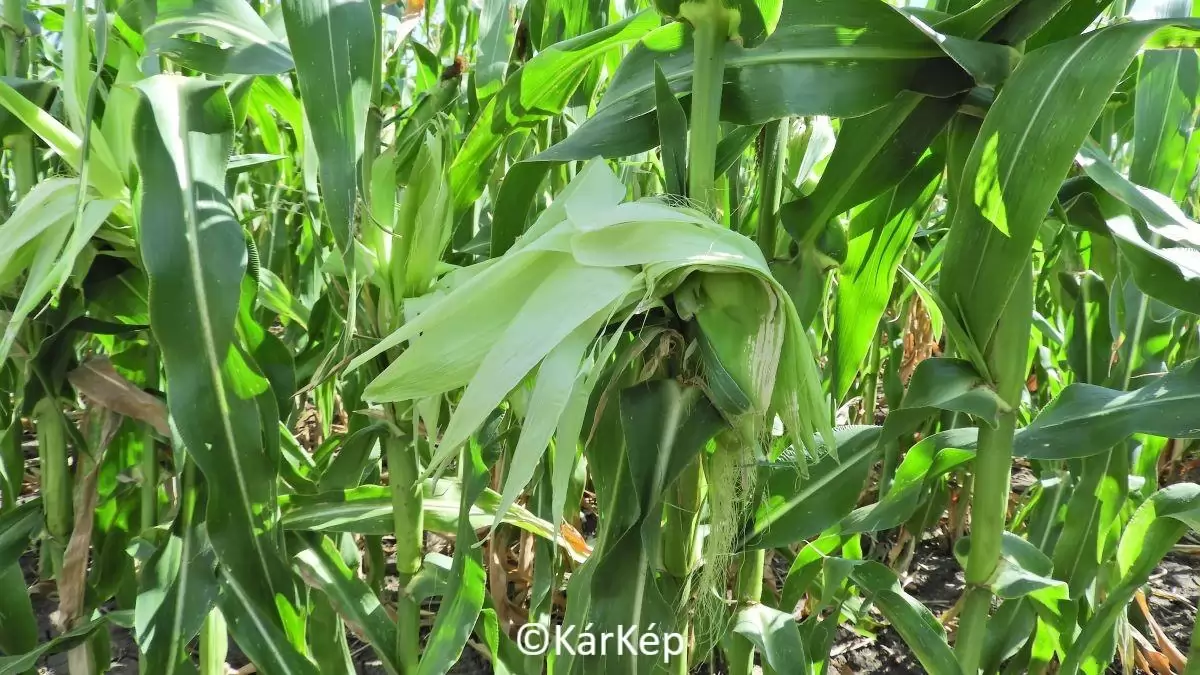 A tábláról eltünedező csemegekukorica - 2023.09.03.