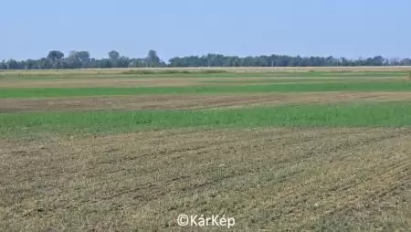 Mezei pocok az idei telepítésű lucernatáblán - NapiKép 2023.09.06.