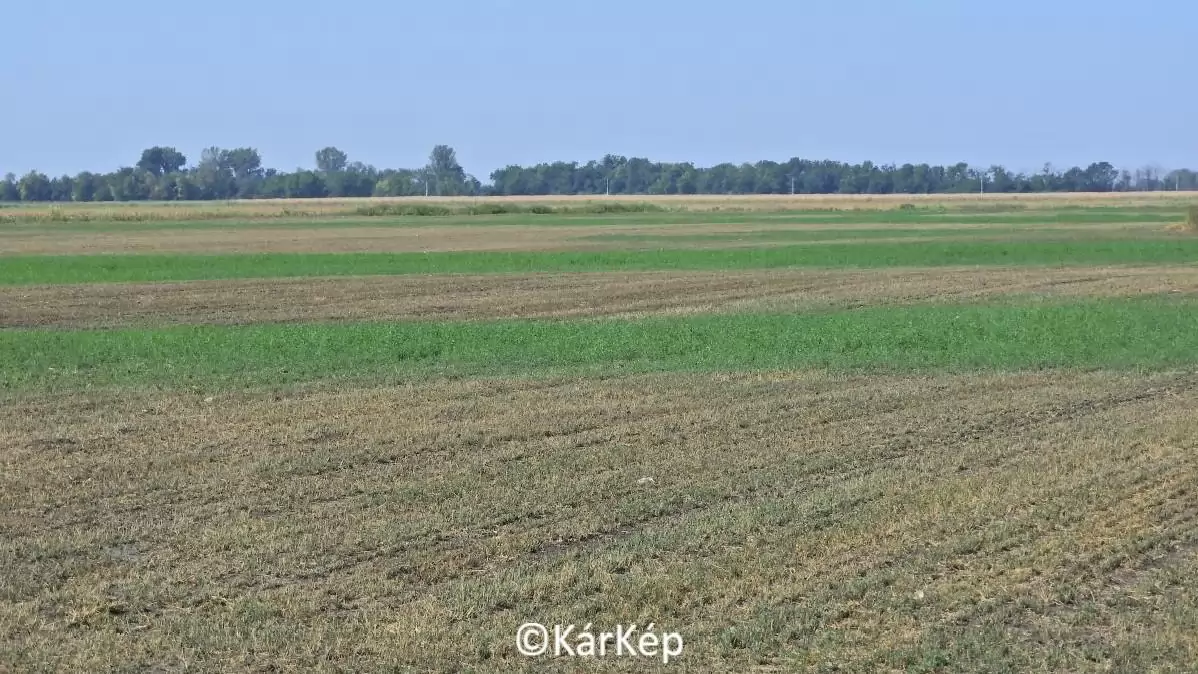 Mezei pocok az idei telepítésű lucernatáblán - NapiKép 2023.09.06.