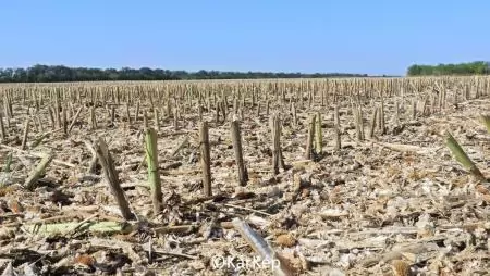 Mit láthatunk a napraforgótarlón - NapiKép 2023.09.10.