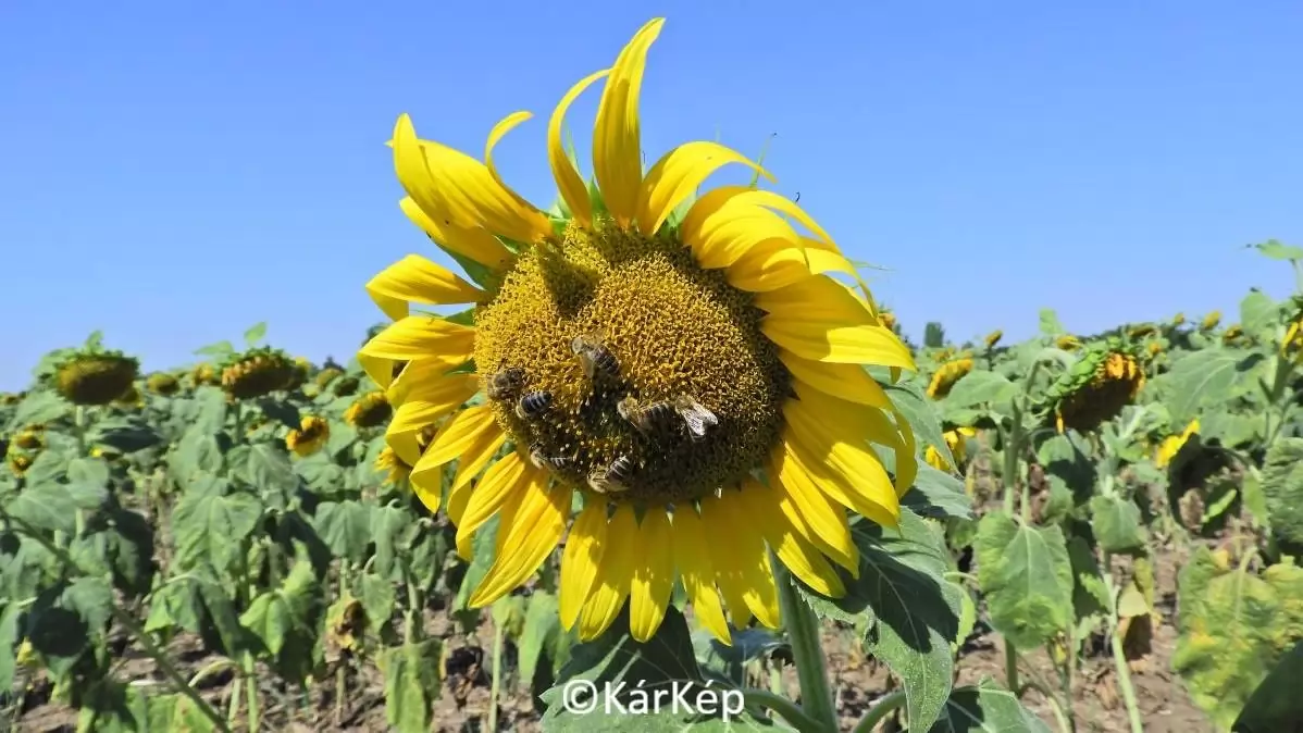 Méhek a még virágzó, másodvetésű napraforgón - NapiKép 2023.09.12.