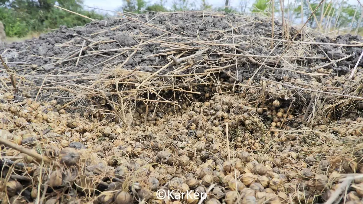 Güzühalom - NapiKép 2023.09.15.