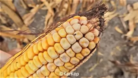 Fuzáriumfertőzés a kukoricacsövön - NapiKép 2023.09.17.