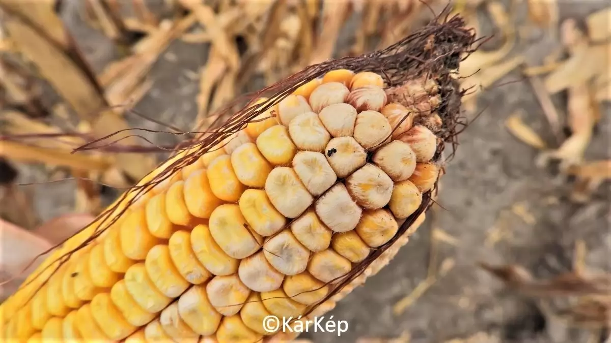 Fuzáriumfertőzés a kukoricacsövön - NapiKép 2023.09.17.