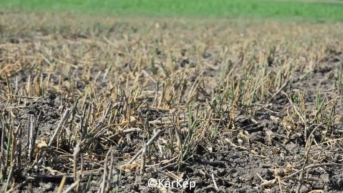 Mezei pocok gradáció - NapiKép 2023.09.18.