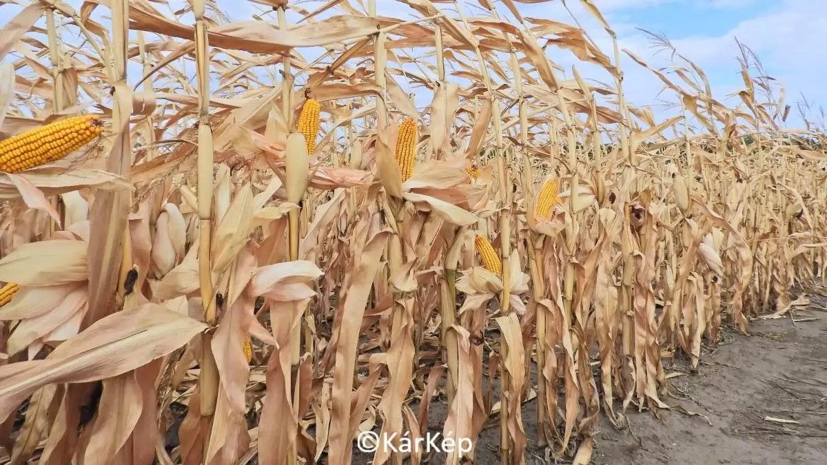 Tényleg annyira jó kukoricatermés várható? - NapiKép 2023.09.19.