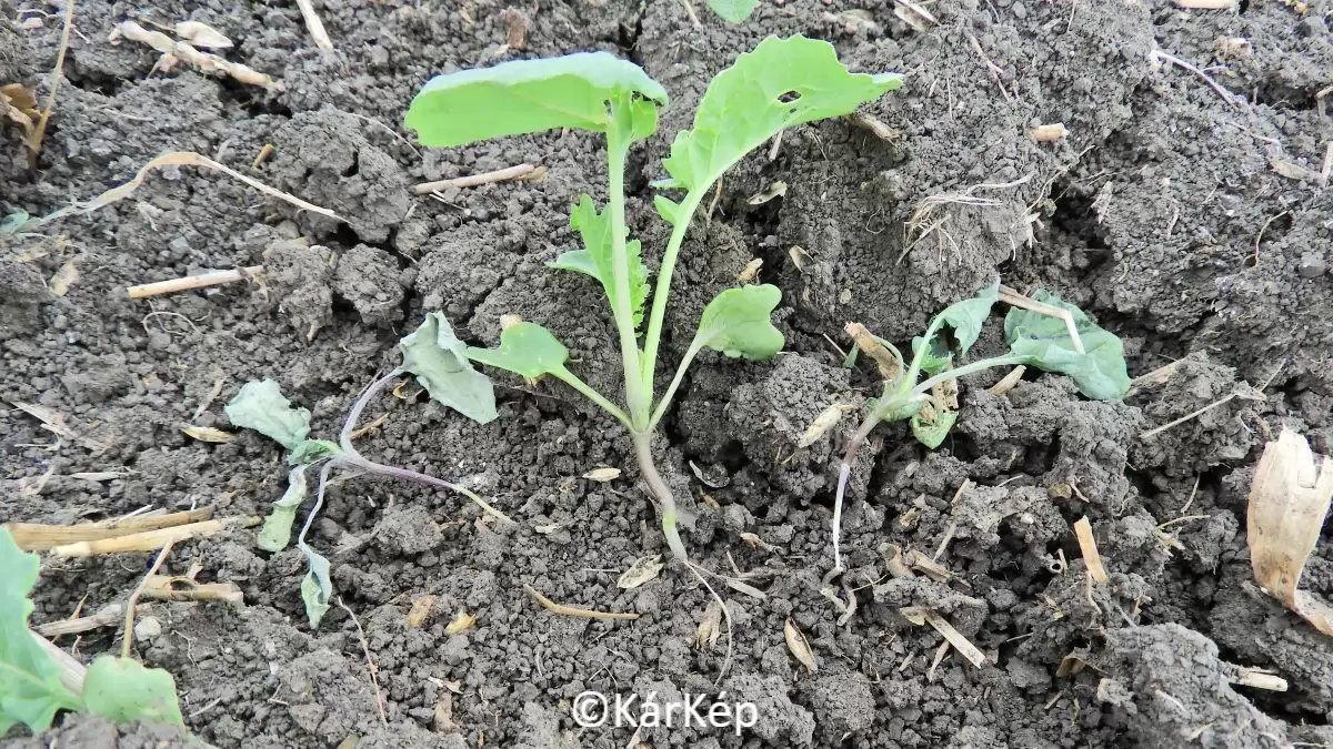 Gyepi hangya kártétele a repceállományban  - NapiKép 2023.09.21.