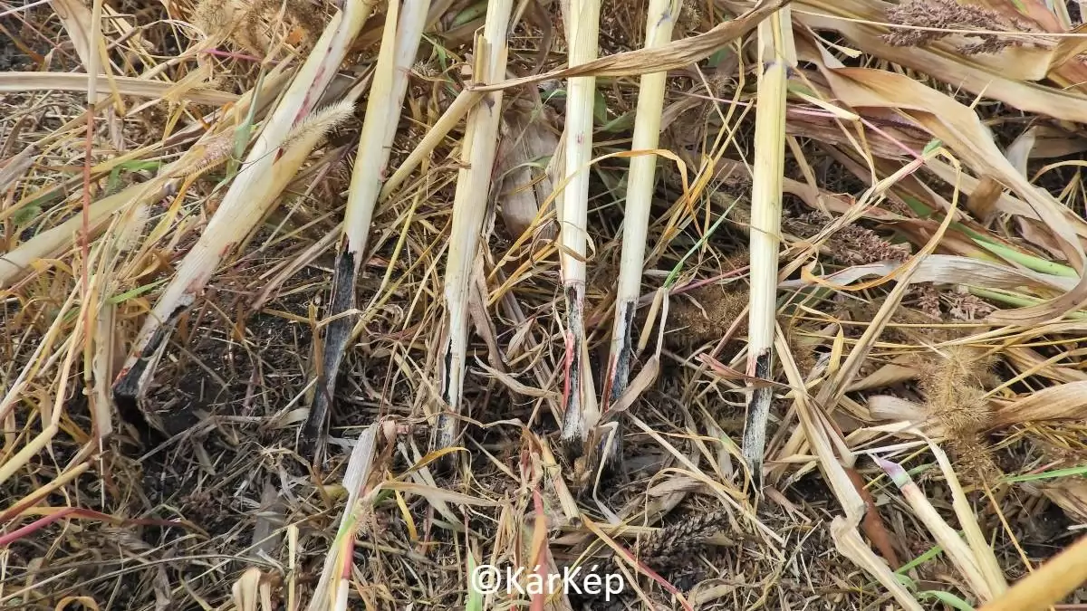 Pocokkártétel szemes cirokban - NapiKép 2023.09.22.