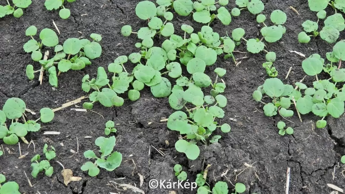 Keresd a repcét, ... mert van - NapiKép 2023.09.25.