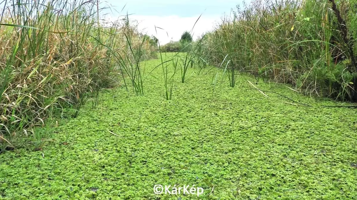 Ha sok a rucaöröm - NapiKép 2023.09.26.