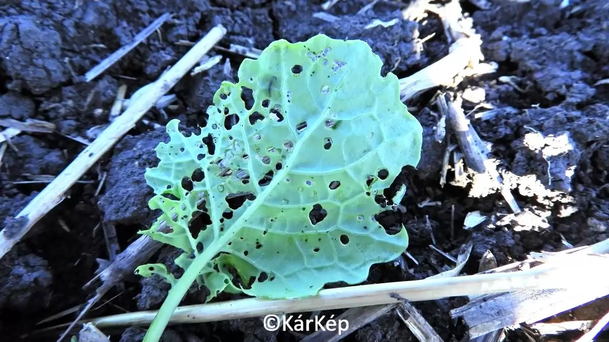 Egy tipikus őszi repcekártevő - NapiKép 2023.09.27.