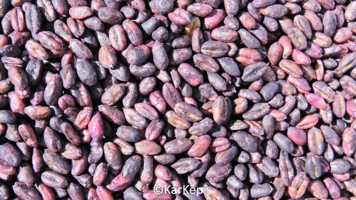 Vigyázat, méreg! - NapiKép 2023.09.29.