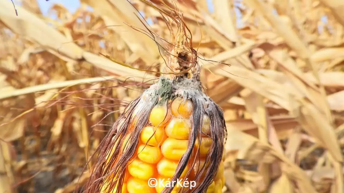 Egy újabb csőfertőző gomba - NapiKép 2023.10.01.