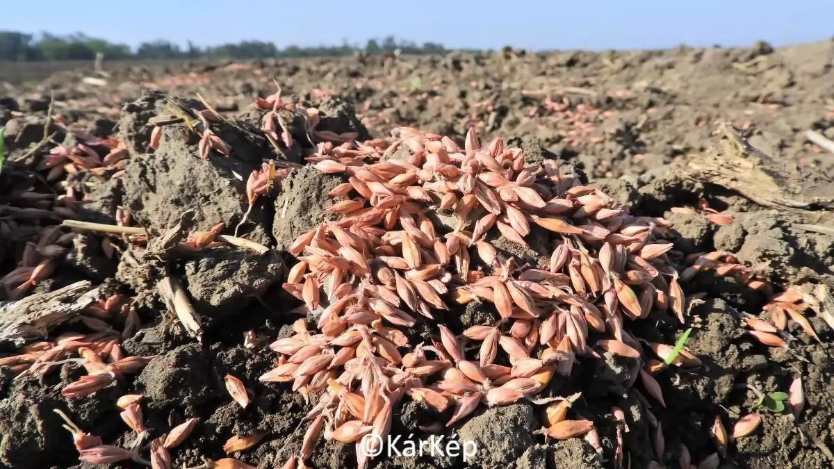 Vajon milyen felújítási arány várható az őszi kalászosok vetésénél?  - NapiKép 2023.10.02.
