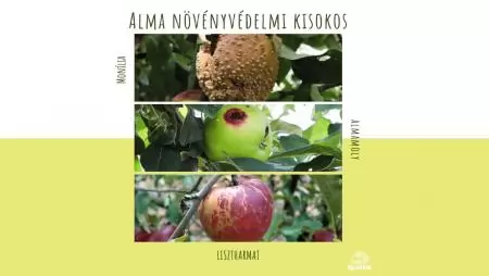 Alma növényvédelmi kisokos 2. rész - KÉPEKKEL!!