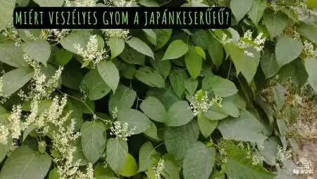 Miért veszélyes gyom a japánkeserűfű?