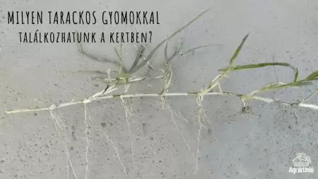 Milyen tarackos gyomokkal találkozhatunk a kertben? - KÉPEKKEL
