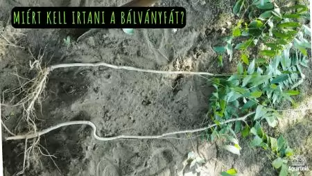 Miért kell irtani a bálványfát?