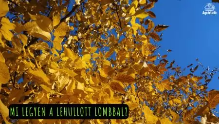 Mi legyen a lehullott lombbal?