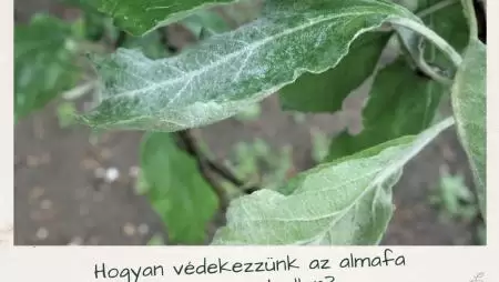 Hogyan védekezzünk az almafa lisztharmat ellen?