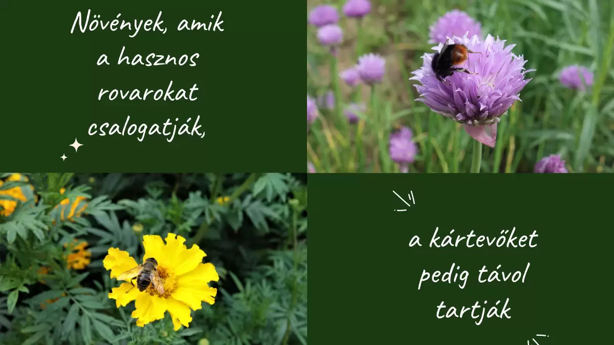 Növények, amik a hasznos rovarokat csalogatják, a kártevőket távol tartják 