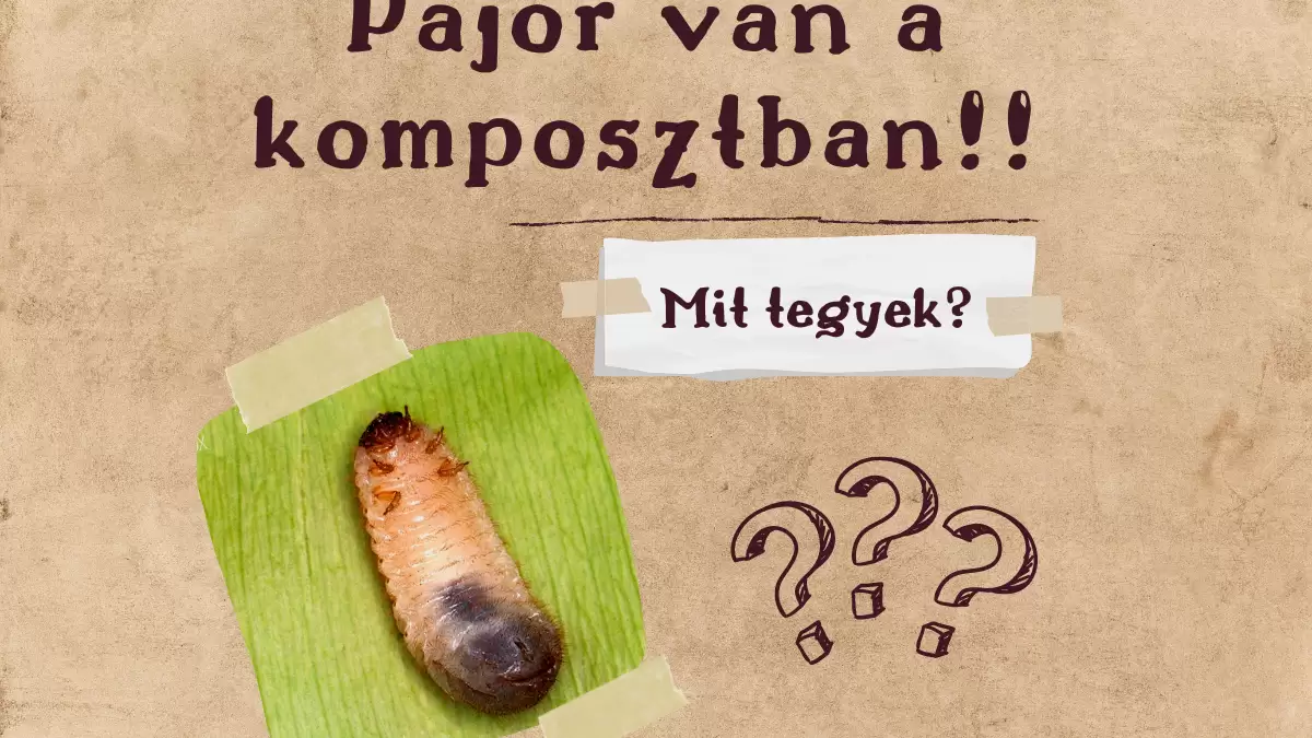 Pajor van a komposztban!! Mit tegyünk? 