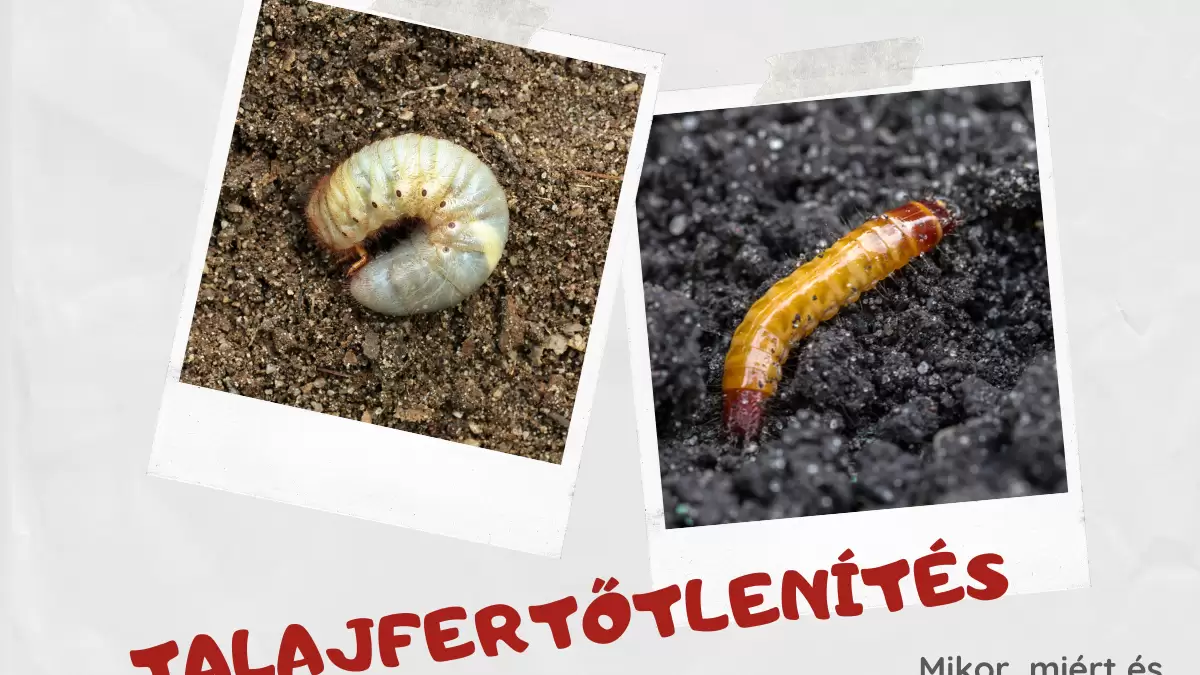 Talajfertőtlenítés, mikor, miért és hogyan? 