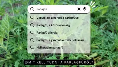 Mit kell tudni a parlagfűről?