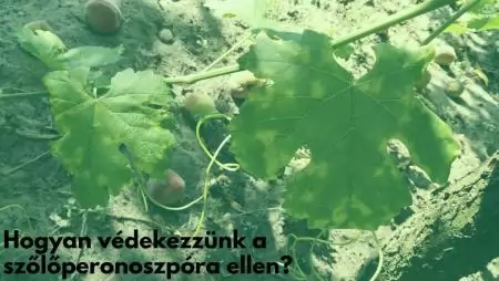 Hogyan védekezzünk a szőlőperonoszpóra ellen?