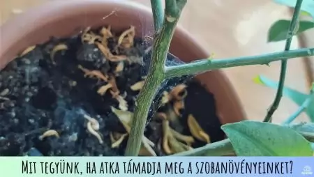Mit tegyünk, ha atka támadja meg a szobanövényeinket?